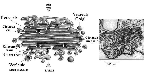 depozitarea substanţelor organice. Aparatul (complexul) Golgi.