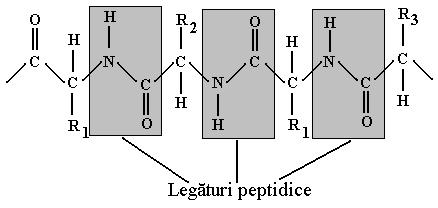 Regiunea constantă conţine la rândul său grupele carboxil şi amino Capitolul 2 Fig. 2.1. Structura generală a aminoacidului legată la atomul de carbon din poziţia.