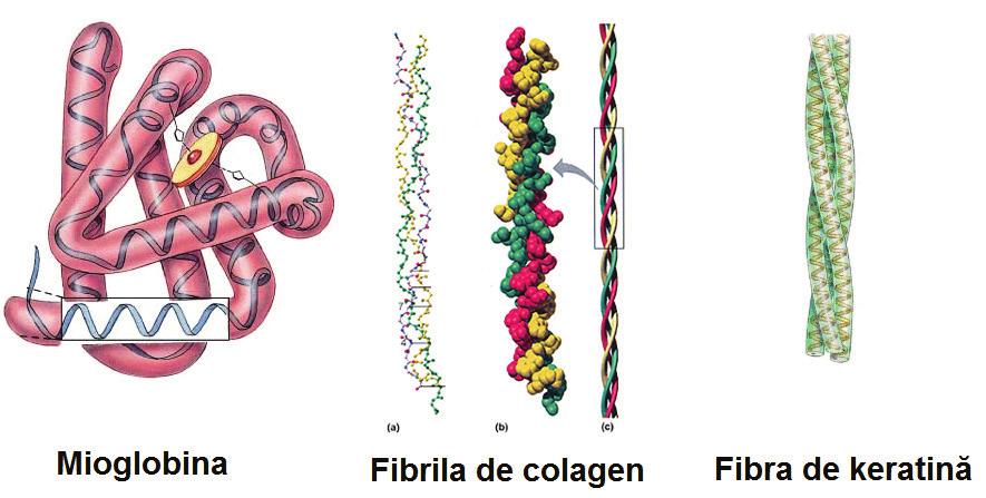 Structura terțiară a proteinelor - este aranjarea catenei polipeptidice în spațiul tridimensional.
