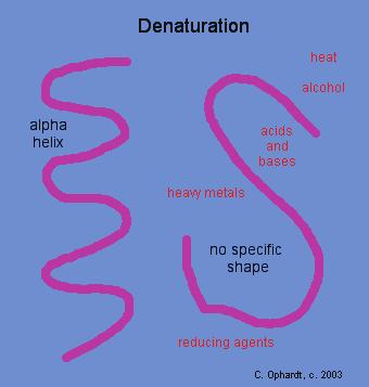 Denaturarea Conformatia nativă a proteinei poate fi pierdută în rezultatul denaturării: destrugerii structurii secundare, tertiare și cuaternare a proteinei sub acțiunea unor factori fizici și