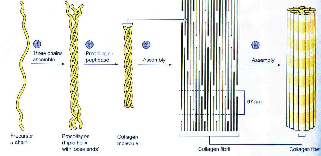 Unitatea structurală de bază a colagenului este tropocolagenul (280 nm lungime, 1.5 nm lațime), care se polimerizează și formează fibrilele de colagen.