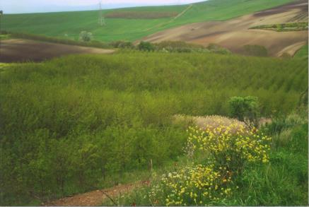 Οικογένεια Fabaceae, ξενικό Ανάπλαση εδαφών, παραγωγή ξυλείας Υψηλή πυκνότητα ξύλου και χαμηλή υγρασία Ευρεία προσαρμοστικότητα τόσο σε εδαφικούς και κλιματικούς τύπους Εύκρατα όσο και υποτροπικά