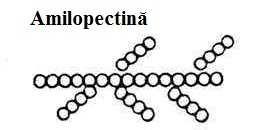 , 2005, p. 101). Structura bobului de grâu Amidonul este un poliglucid nefermentescibil format din două componente macromoleculare, amiloza şi amilopectina.