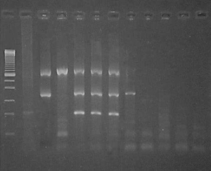 ΑΠΟΤΕΛΕΣΜΑΤΑ ΑΠΟΤΕΛΕΣΜΑΤΑ MULTIPLEX-PCR 4.2 ΑΠΟΤΕΛΕΣΜΑΤΑ MULTIPLEX-PCR Σύμφωνα με τον πίνακα 3.8.1 εφαρμόστηκαν τέσσερις Multiplex-PCR αντιδράσεις.