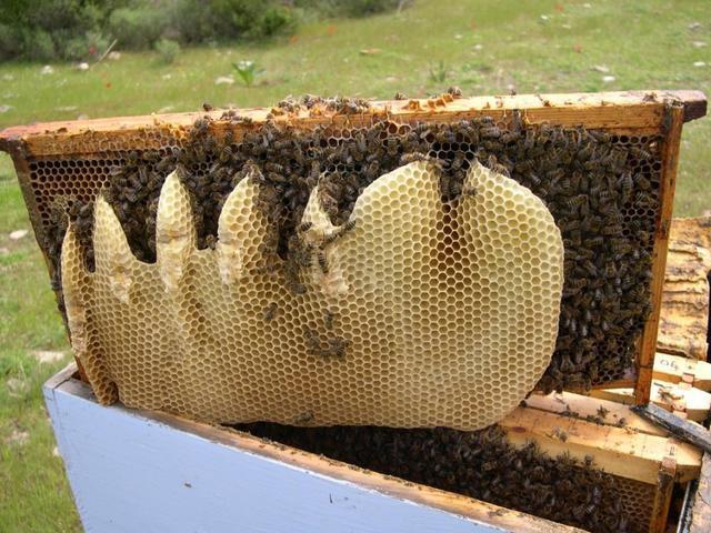 αρωματικά φυτά ευνοεί την μελισσοκομία Από τα προϊστορικά χρόνια
