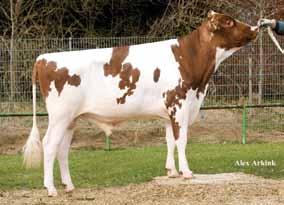 52 376 Jerom ( Clara`s Orkan Red) Zuchttaube VG 88 ( Rudolph) 599461 DEU 000535256645 120 93 Nordwind EX 90 ( A K