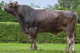 ETTAL 343365 DE 09 44088 Brown Swiss Denmark x Patrick πλάτος λεκάνης ς 120 --- 90 ---