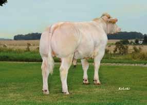 Limousin Éλεγχος αποδόσεων Βάρος κατά την γέννηση: 39 kg Ημερήσια αύξηση βάρους: 1466