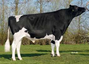 67 452 Jeeves ( Comestar Outside) Ida 570 VG 85 ( Goldwyn) 672589 CVF BLF BYF CDP USA 000061757522 92 99 90 114 108 117 Ivonne 999 VG 85 ( Alzi Juror Ford) 822385 DEU 0015007836 Isabell