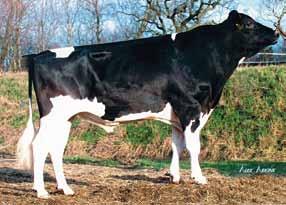 Mtoto v. Prelude ( Prelude) Diadem VG 85 ( Rudolph) La 5 12468 4.19 523 3.44 429 Diakone EX 91 ( Sunshine) La 3 13171 4.68 617 3.