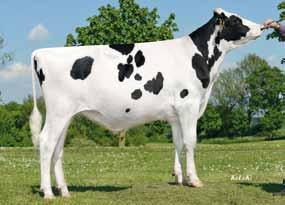 13 372 WHW Hillary (1) VG 86 ( Goldwin) HL 3