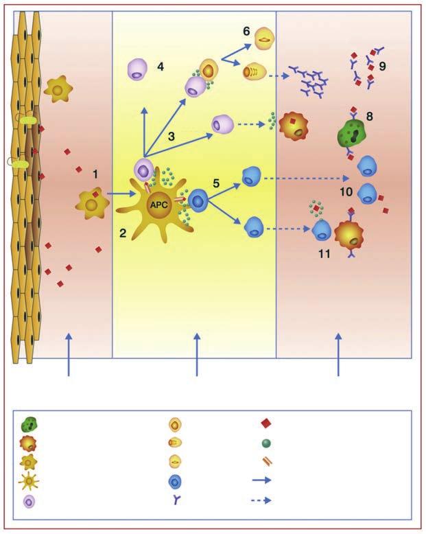 53 Μη ειδική ανοσιακή απάντηση Επαγωγή επίκτητης απάντησης Δραστικοί μηχανισμοί Β κύτταρα (μνημονιακά) CD4 + T κύτταρα (μνήμονα) CD8 + T κύτταρα (μνήμονα) CD8 + effector Θέση λοίμωξης Δευτεροπαθή