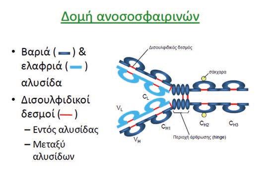 54 Εικόνα 6. Δομή ανοσοσφαιρίνης. που είναι κοινό σε όλα τα αντισώματα ιδίου ισοτύπου και από μία μεταβλητή περιοχή (CDR), η οποία παρέχει την ειδικότητα για το αντιγόνο. (Εικ. 6).