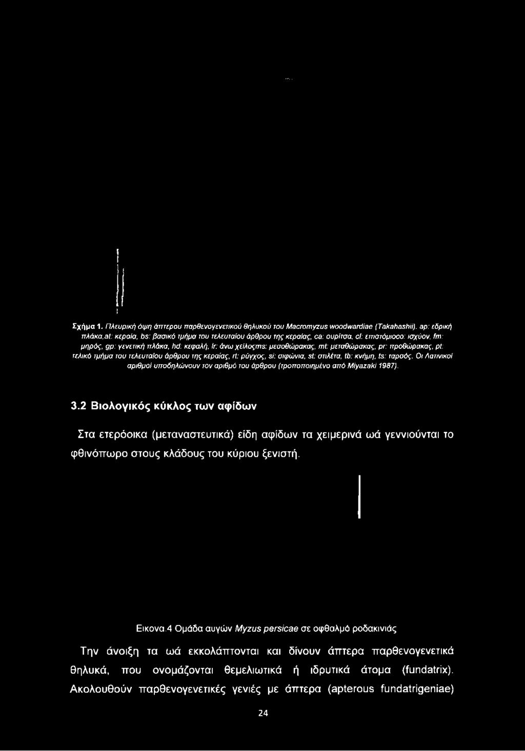 ισχύον, fm: μηρός, gp: γενετική πλάκα, hd: κεφαλή, lr: άνω χείλοςπιε: μεσοθώρακας, πιί: μεταθώρακας, ρτ: προθώρακας,