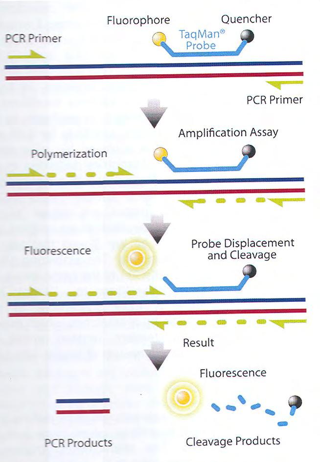 Εικόνα 13: Διαδικασία Real Time PCR 3.Γ.