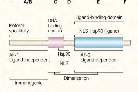 Πάνω: Σχθματικά θ αλλθλουχία των αμινοξζων (1D). Κάτω: 3D δομζσ των περιοχϊν DBD (προςδεμζνο ςε DNA) και LBD (προςδεδεμζνο ςε ςυνδζτθ/ορμόνθ).