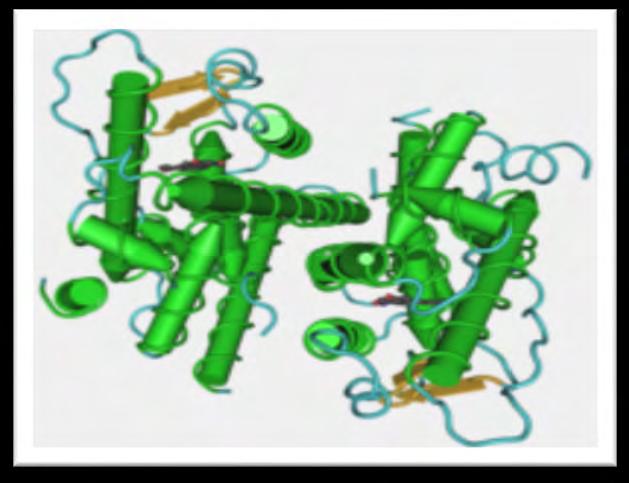 Οι βιολογικζσ επιδράςεισ των οιςτρογόνων μεςολαβοφνται μζςω των ERs, α και β υποτφπων, οι οποίοι επιδροφν ςτθν ζκφραςθ γονιδίων-ςτόχων που περιζχουν ςτοιχεία EREs (Estrogen Response Elements) τα