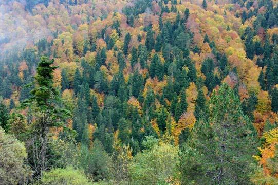 Εικόνα 3. Εισβολή κωνοφόρων ειδών (Abies borisii regis και Pinus nigra) σε δάση πλατύφυλλων ειδών στο δάσος Ασπροποτάμου Καλαμπάκας.