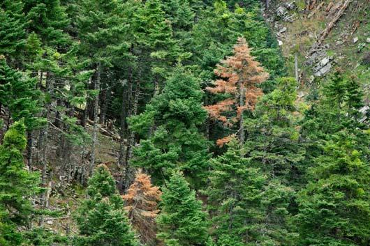Εικόνα 7. Νέκρωση κεφαλληνιακής ελάτης (Abies cephalonica) στον Εθνικό Δρυμό Πάρνηθας.