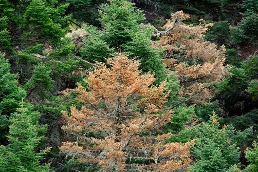 3.4. Η νέκρωση της κεφαλληνιακής ελάτης (Abies cephalonica) στον Ανατολικό Ταΰγετο 3.4.1.