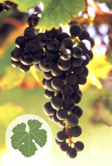 ποικιλία Riesling.