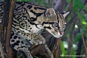 Leopardus pardalis (LINNAEUS, 1758) Οσελότος Εικόνα 2.1: Leopardus pardalis, Πηγή: sarem.org.