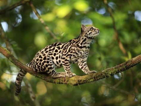 Leopardus tigrinus (SCHREBER, 1775) Οντσιλά Εικόνα 3.1: Leopardus tigrinus, Πηγή: pinterest.