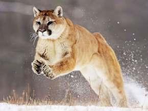Puma concolor LINNAEUS, 1758 Πούµα Εικόνα 6.1: Puma concolor, Πηγή: ailexpress.
