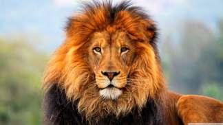 Panthera leo (LINNAEUS, 1758) λιοντάρι Εικόνα 8.1: Panthera leo, Πηγή: stuffpoint.