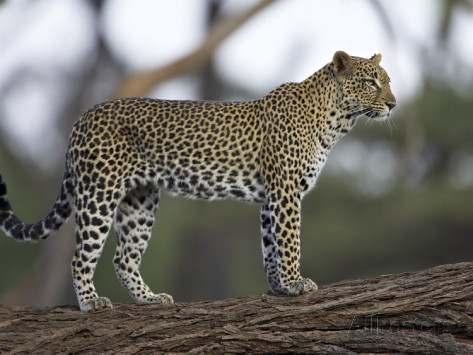 Panthera pardus (LINNAEUS, 1758) Λεο άρδαλη Εικόνα 9.1: Panthera pardus, Πηγή: pinterest.