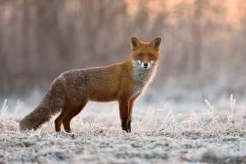 Vulpes vulpes (LINNAEUS, 1758) Κόκκινη αλε ού Εικόνα 18.1: Vulpes vulpes, Πηγή: dangerousluke.deviantart.