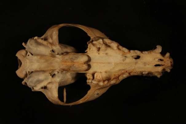Vulpes vulpes (δείγµα Cd1) σε πλάγια όψη