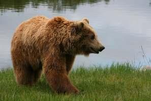 Ursus sp. LINNAEUS, 1758 αρκούδες Εικόνα 20.1: Ursus sp., Πηγή: commons.wikimedia.