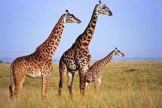 Giraffa camelopardalis (LINNAEUS, 1758) Καµηλο άρδαλη Εικόνα 22.1: Giraffa camelopardalis. Πηγή: yournewswire.