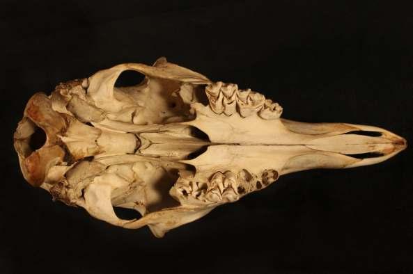 camelopardalis (δείγµα G1) σε πλάγια όψη