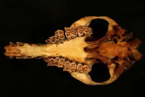Camelus dromedarius (δείγµα C2) σε πλάγια
