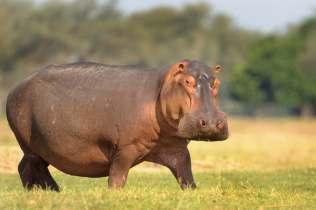 Hippopotamus amphibious LINNAEUS, 1758 Κοινός ι ο όταµος Εικόνα 25.1: Hippopotamus amphibius, Πηγή: awf.