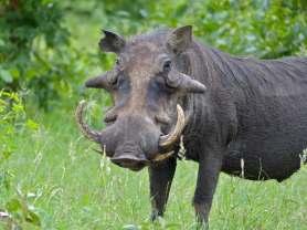 Phacochoerus africanus (GMELIN, 1788) Κοινός Φακόχοιρος Εικόνα 26.1: Phacochoerus africanus, Πηγή: commons.wikimedia.