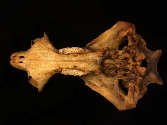 Phacochoerus africanus (δείγµατα 5137 και 5078)