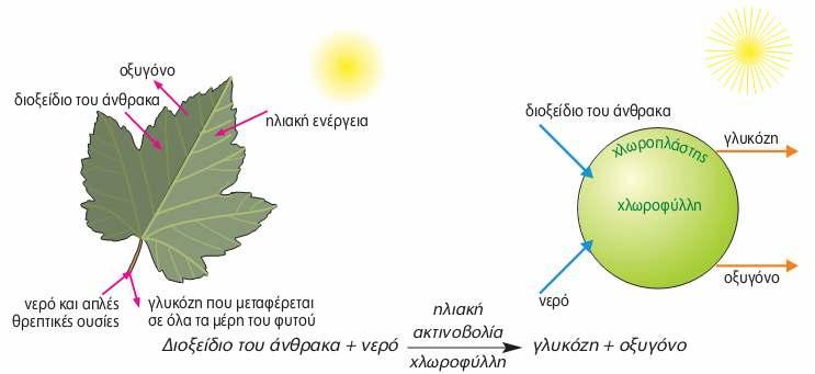 ΜΕΤΑΦΟΡΑ ΟΥΣΙΩΝ ΣΤΑ ΦΥΤΑ - ΦΩΤΟΣΥΝΘΕΣΗ Θεωρητικές γνώσεις Η ζωή στον πλανήτη µας, εδώ και δισεκατοµµύρια χρόνια, στηρίζεται στην ενέργεια του Ήλιου.