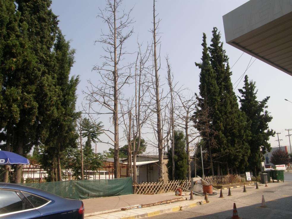 [12] Μετά τον θάνατο της μητέρας μου και την περιέλευση σ εμένα του ως άνω ακινήτου, μου δημιούργησε ιδιαίτερη εντύπωση η διαπίστωση, ότι τα δένδρα τόσο πίσω από τις δεξαμενές βενζινών (κυπαρίσια)