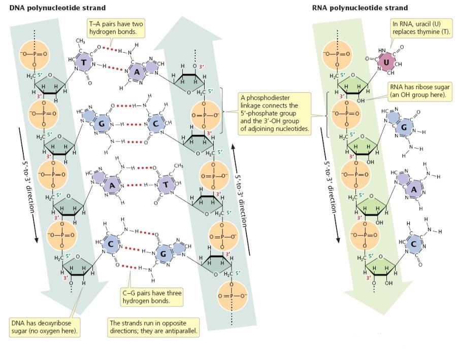 Σύνδεση νουκλεοτιδίων o Δύο μονοφωσφορικά νουκλεοτίδια ενώνονται με ομοιοπολικό δεσμό και σχηματίζεται ένα δινουκλεοτίδιο.