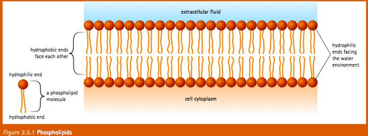 Διπλοστιβάδα φωσφολιπιδίων o Στα κύτταρα, επειδή και το εξωτερικό και το εσωτερικό τους περιβάλλον είναι υδατικό, τα φωσφολιπίδια αυθόρμητα συγκροτούν διπλοστιβάδα.