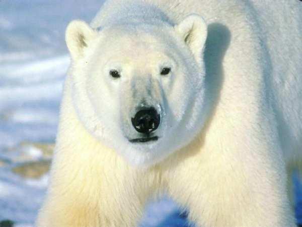 Πολική αρκούδα Ζει στις πολικές περιοχές της Ευρώπης και της Αµερικής Αν σηκωθεί όρθια φτάνει σε 3 µέτρα ύψος