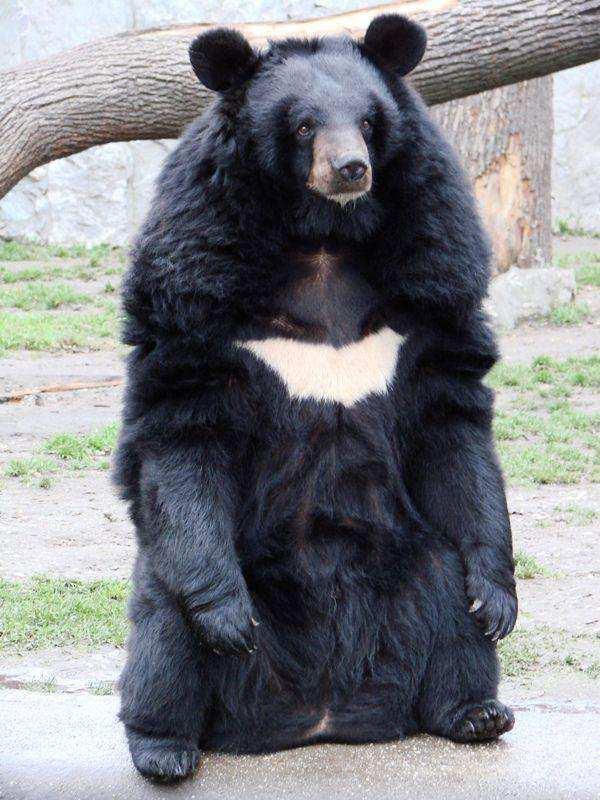 Ασιατική µαύρη αρκούδα Ζει στα δάση της Ρωσικής άπω ανατολής Κινδυνεύει