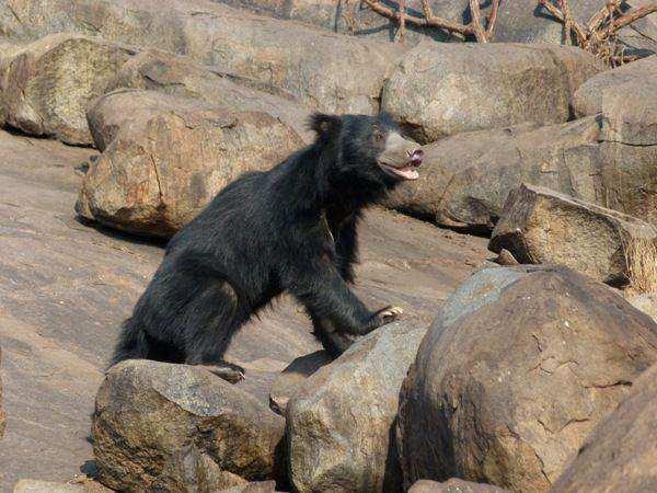 Ινδική αρκούδα Ζει στο εσωτερικό της Ινδίας Έχει µακρύ τρίχωµα και νύχια Τρέφεται µε τερµίτες,