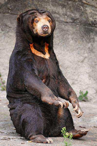 Αρκούδα του Ήλιου Ζει στη Μαλαισία Είναι το µικρότερο είδος αρκούδας Ξεχωρίζει από το κόκκινο