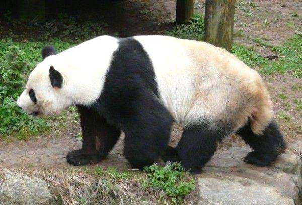 Αρκούδα Πάντα Ζει στην κεντρική Κίνα Τρέφεται αποκλειστικά από καλάµια µπαµπού Κινδυνεύει άµεσα µε