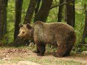 Ποια είναι τα χαρακτηριστικά των αρκούδων Η αρκούδα ζει σε δάση της ορεινής και ηµιορεινής ζώνης Είναι ζώο µοναχικό και