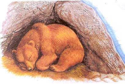 Σε τι διαφέρει από τη χειµέρια νάρκη Ο χειµέριος ύπνος της αρκούδας διαφέρει από τη χειµέρια νάρκη.